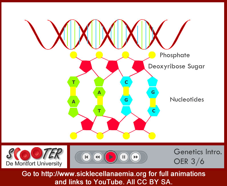 Exploring the Role of Genetics in Balance Abilities