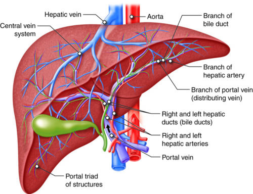 Liver Damage